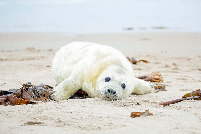Baby seal (Halichoerus grypus) on the beach by Eye on You