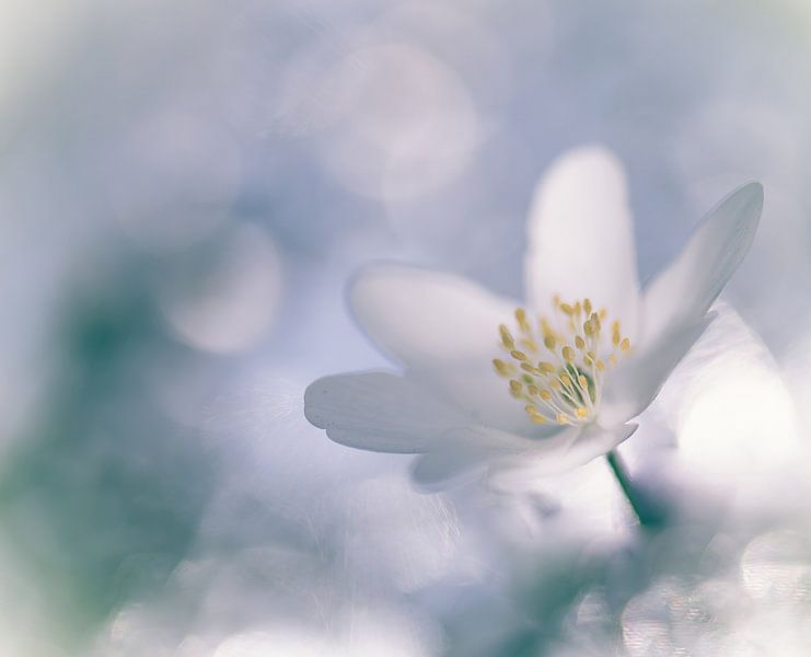 flowers part 263 by Tania Perneel