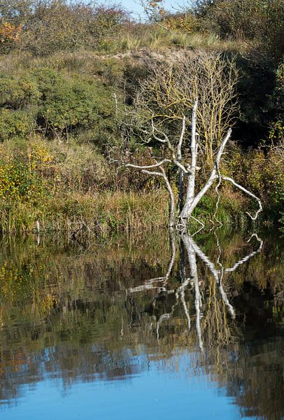 tree reflection in autumn van ChrisWillemsen