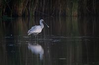 spoonbill