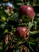 Appels in boomgaard