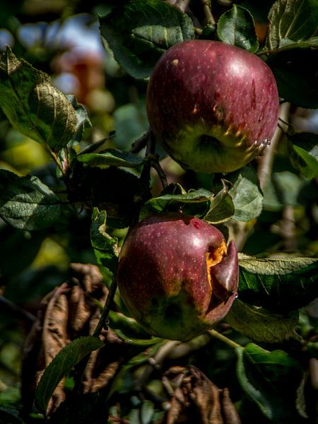 Appels in boomgaard by Jacco Bezuijen