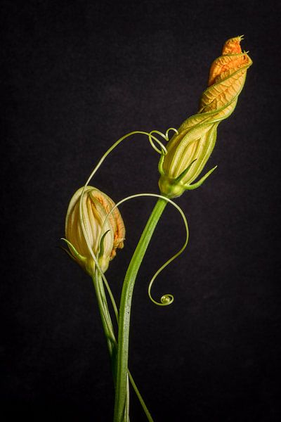 Still Life Zucchini Flower by Monique van Velzen