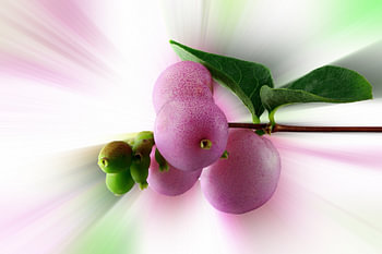 Schneebeere - symphoricarpos -  vor einem farbigen abstrakten Hintergrund