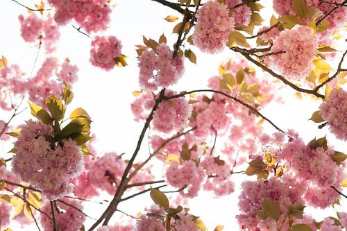 Spring Enchantment: Beautiful Blossom against the Sky