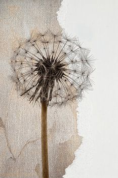Modern en Rustig Stilleven. Dandelion. Uitgebloeide paardenbloem