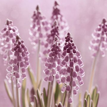 Grape hyacinths by Violetta Honkisz