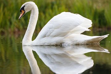 Mute Swan by Antoine Deleij