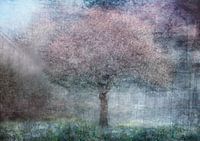 La magie du printemps