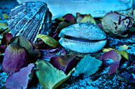Blue sea symphony with mussels by Silva Wischeropp thumbnail