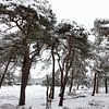 Paysage hivernal avec des pins enneigés sur Dick Doorduin