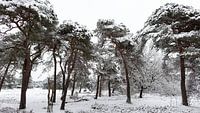 Winterlandschaft mit verschneiten Kiefern