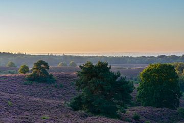 Sunrise over the blooming heather at the Posbank