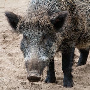 Wildschwein