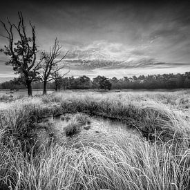 Bevroren drama sur Berend-Jan Bel