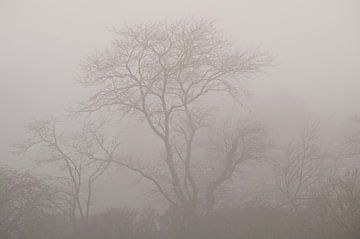 Boslandschap in de mist van Dirk-Jan Steehouwer