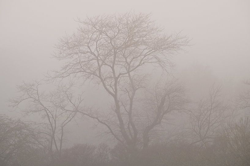 Un paysage forestier dans le brouillard par Dirk-Jan Steehouwer