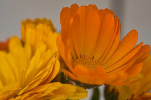 Liefde voor de kleur oranje in macro fotografie