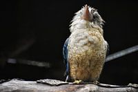 De kookaburra