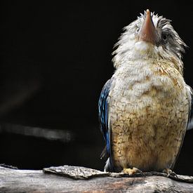 De kookaburra van Alia Maximus
