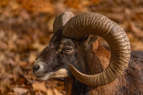 Moeflon (Ovis orientalis)