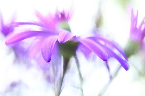 Watercolor flower in pastel