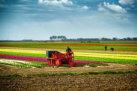flower bulb field by nol ploegmakers