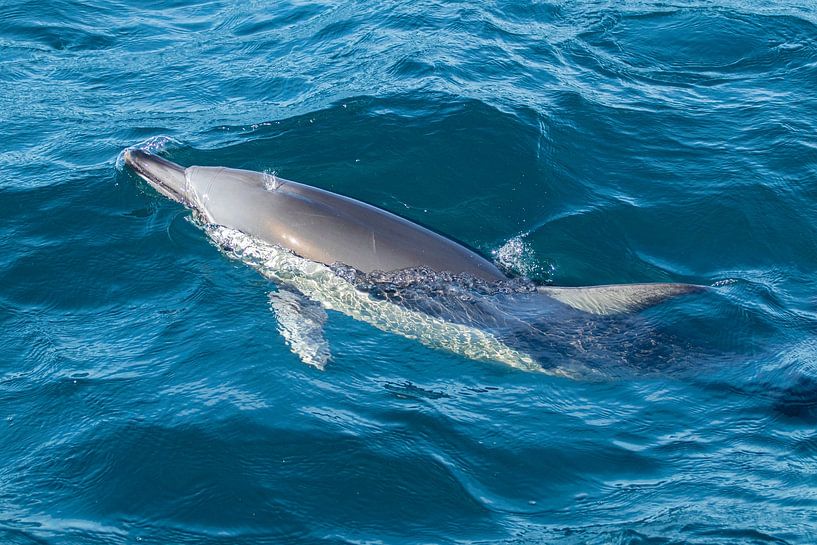 Dolphin, Auckland, New Zealand by Nynke Altenburg