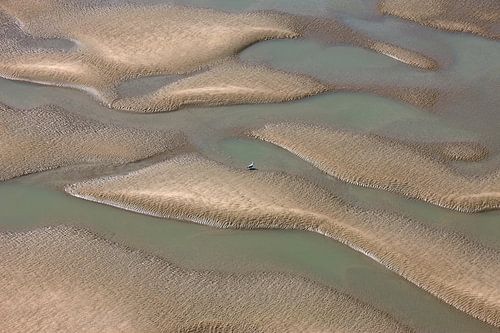 One seagull on a lonely shore