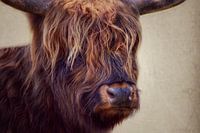 Schottischer Highlander Porträt