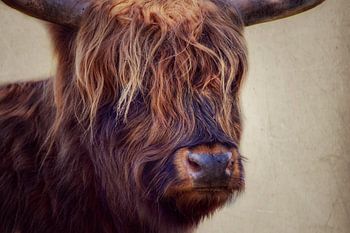 Scottish Highlander portrait