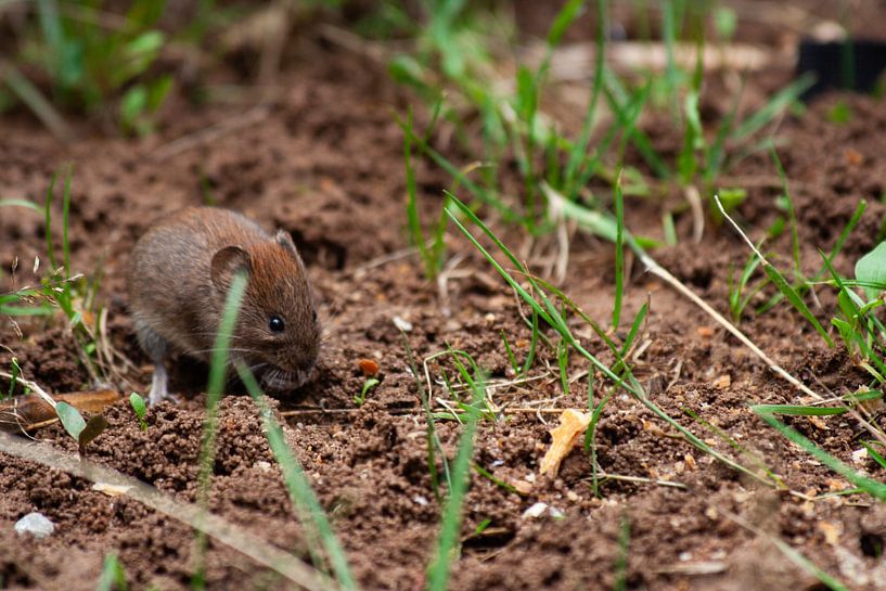 Wood mouse foraging by Eric van Duijn
