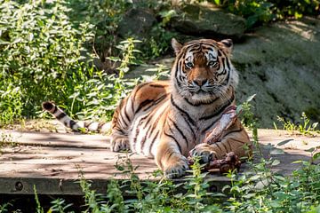 Amur-Tiger oder Sibirischer Tiger : Ouwehands DIerenpark von Loek Lobel