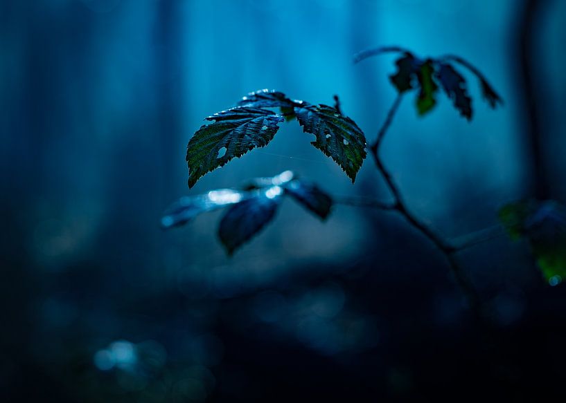 Perfect imperfections by audreyhoubenfotografie