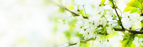 flower branch spring awakening