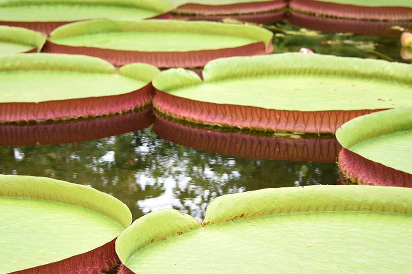 Giants water lily by Nicolette Vermeulen