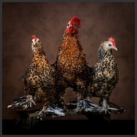 Three of a kind