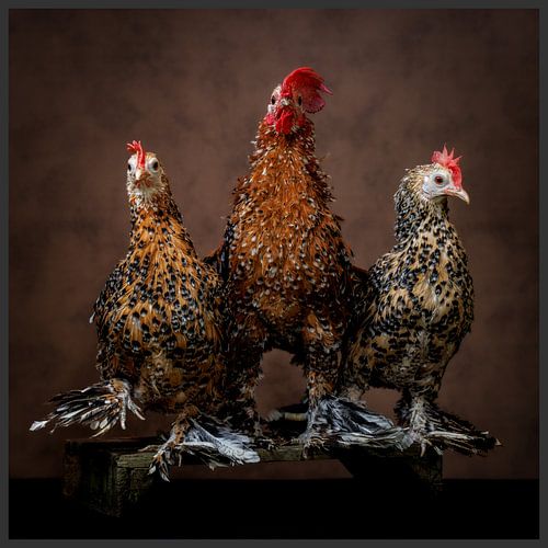 Three of a kind by Yvonne van Leeuwen