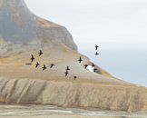 A flight of auk (2) by Lennart Verheuvel thumbnail