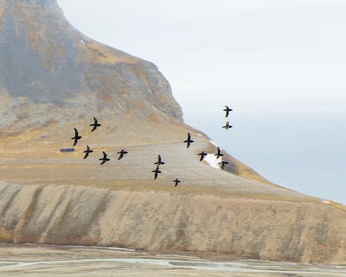 A flight of auk (2)