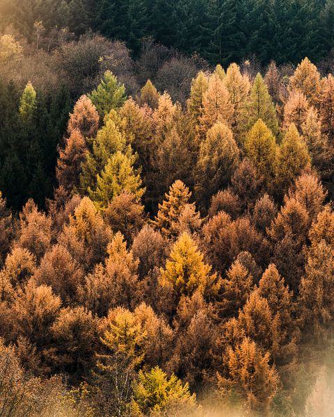 Indian summer by Joris Machholz