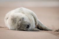 pas geboren grijze zeehonden pup