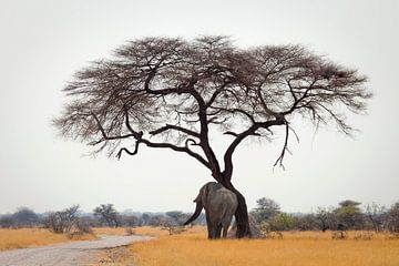 Ein Elefant der sich am Baum reibt von Remco Siero