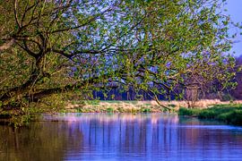 suspendre une branche d'arbre avec de l'eau dans une lumière fraîche sur Frank Ketelaar