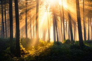 Photographie de la forêt "contraste sombre