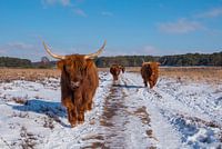 groep schotse hooglanders in de sneeuw