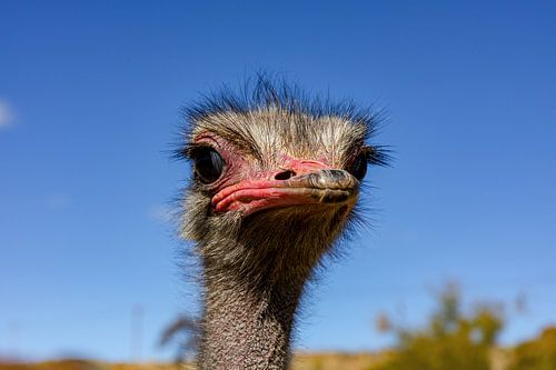 Head of the ostrich