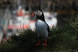 Puffins with sandeels Iceland by Frank Fichtmüller