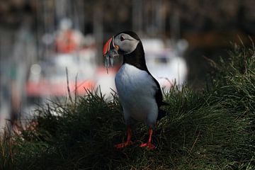 Papegaaiduikers met zandalen IJsland van Frank Fichtmüller