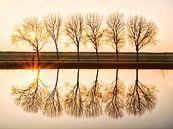 Cyclist and Trees during Sunset by Emre Kanik thumbnail